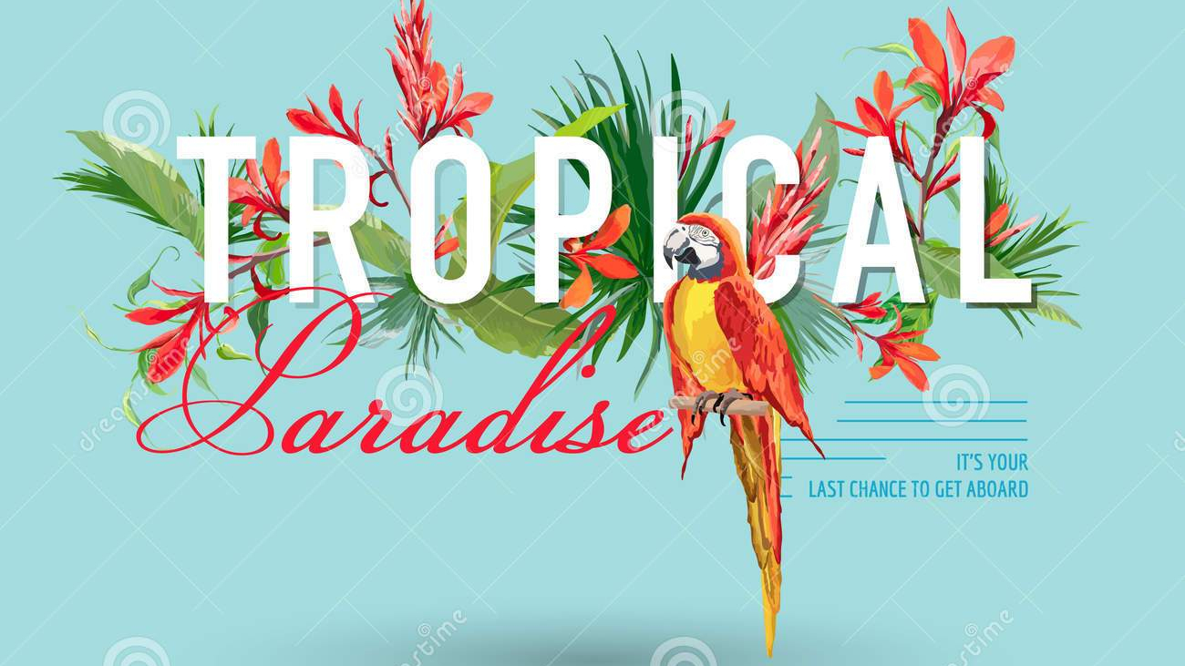 Pájaro-tropical-y-diseño-gráfico-para-la-camiseta-moda-impresión-de-las-flores-85037647